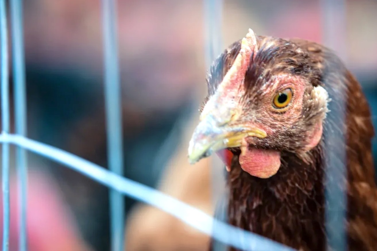 Authorities are working with NSW counterparts after a potential bird flu virus case in Canberra. 