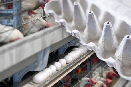 Shoppers urged not to scramble over egg-supply