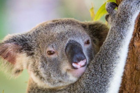 Coalition agrees deal on NSW koala management rules