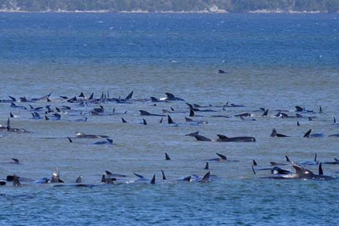 A pod of more than 250 whales have been spotted stranded off Tasmania's west coast. 