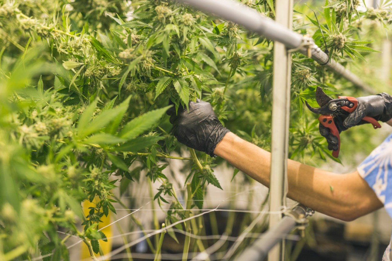 Perth-based Mirreco hopes to build homes out of hemp across Australia.