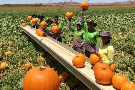 Halloween pumpkins carving out niche market for Kimberley farmers