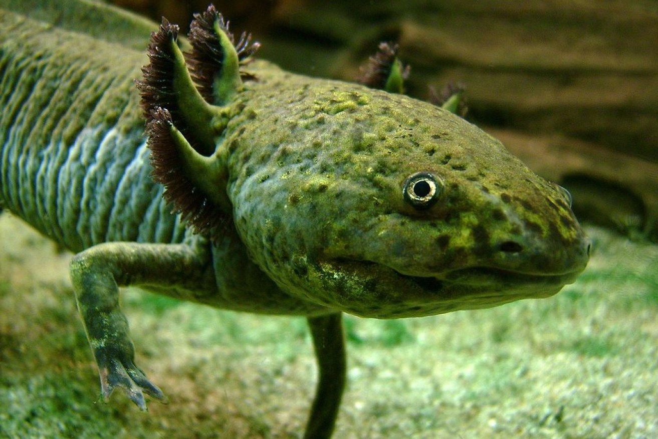The axolotl and humans share the gene that triggers regrowth of a missing limb. 