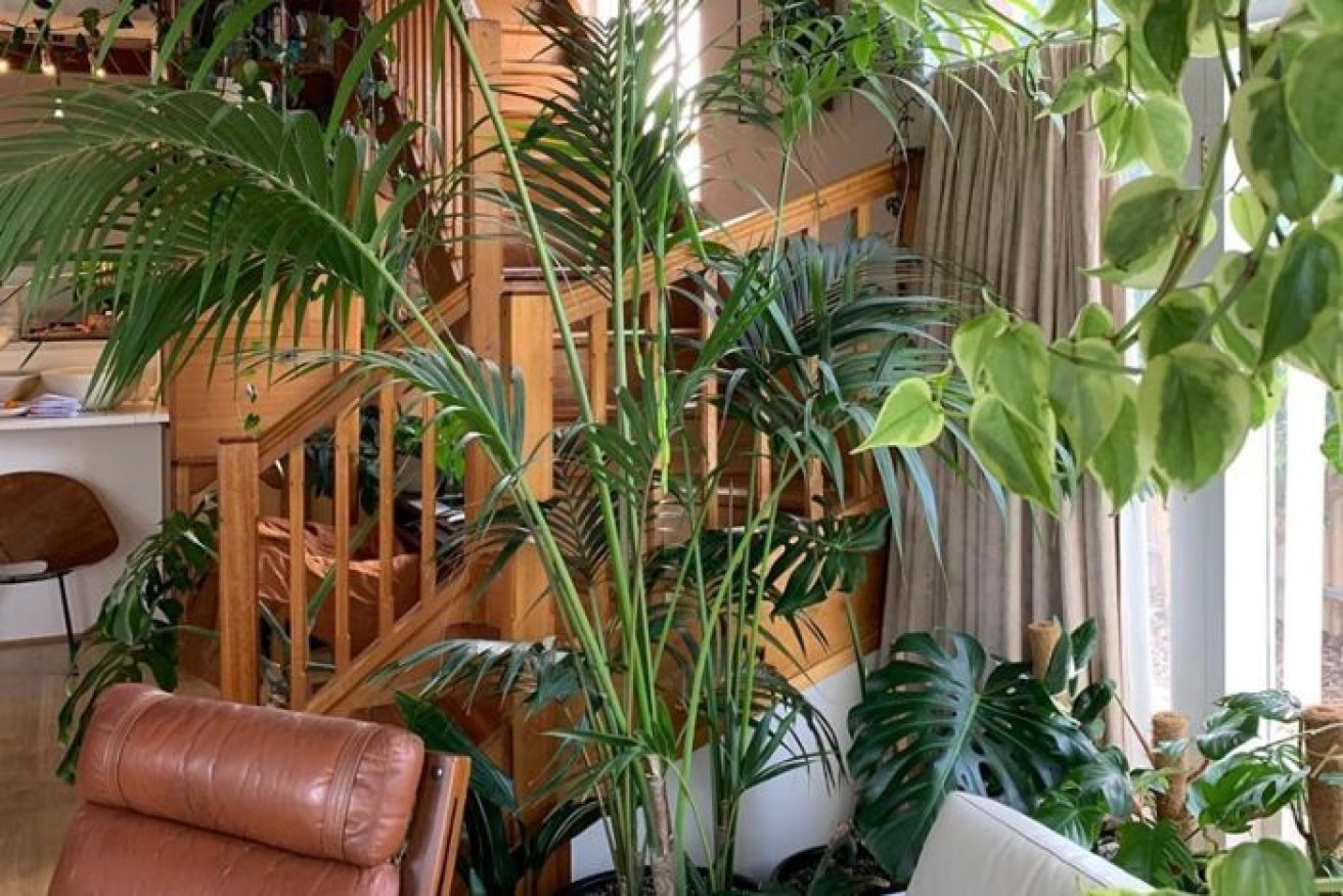 Indoor plants are popular with homemakers keen to fill their living spaces with greenery. 