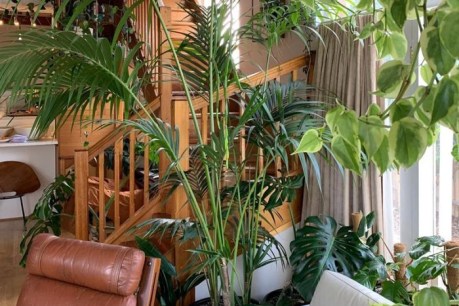 Indoor plant trend sprouts home-based work opportunities and wellbeing