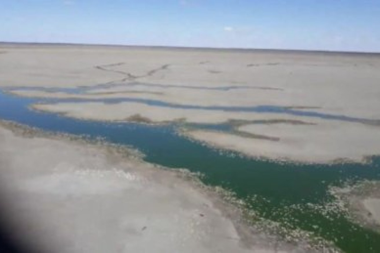 Aerial footage of the dead fish at Lake Pamamaroo. <i>Footage: ABC</i>