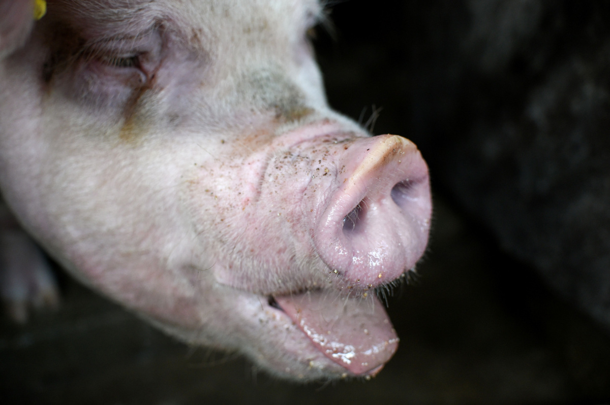 Security Cracks Down Amid African Swine Fever Threat   1571298389 GettyImages 1167112877 