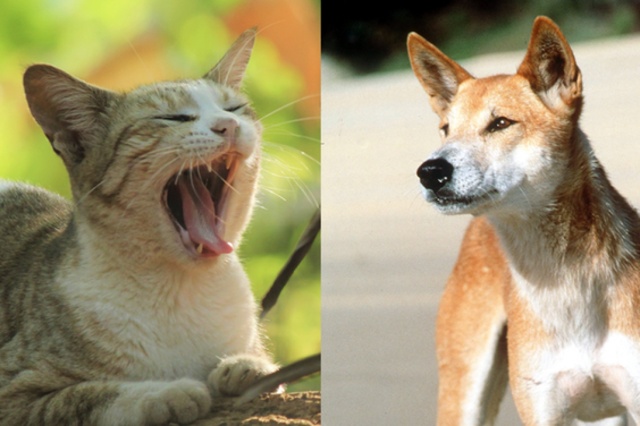 New research suggests feral cats can probably outsmart dingoes. 
