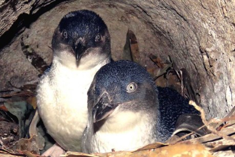 Study reveals fishing habits of little penguins from Tasmanian colonies