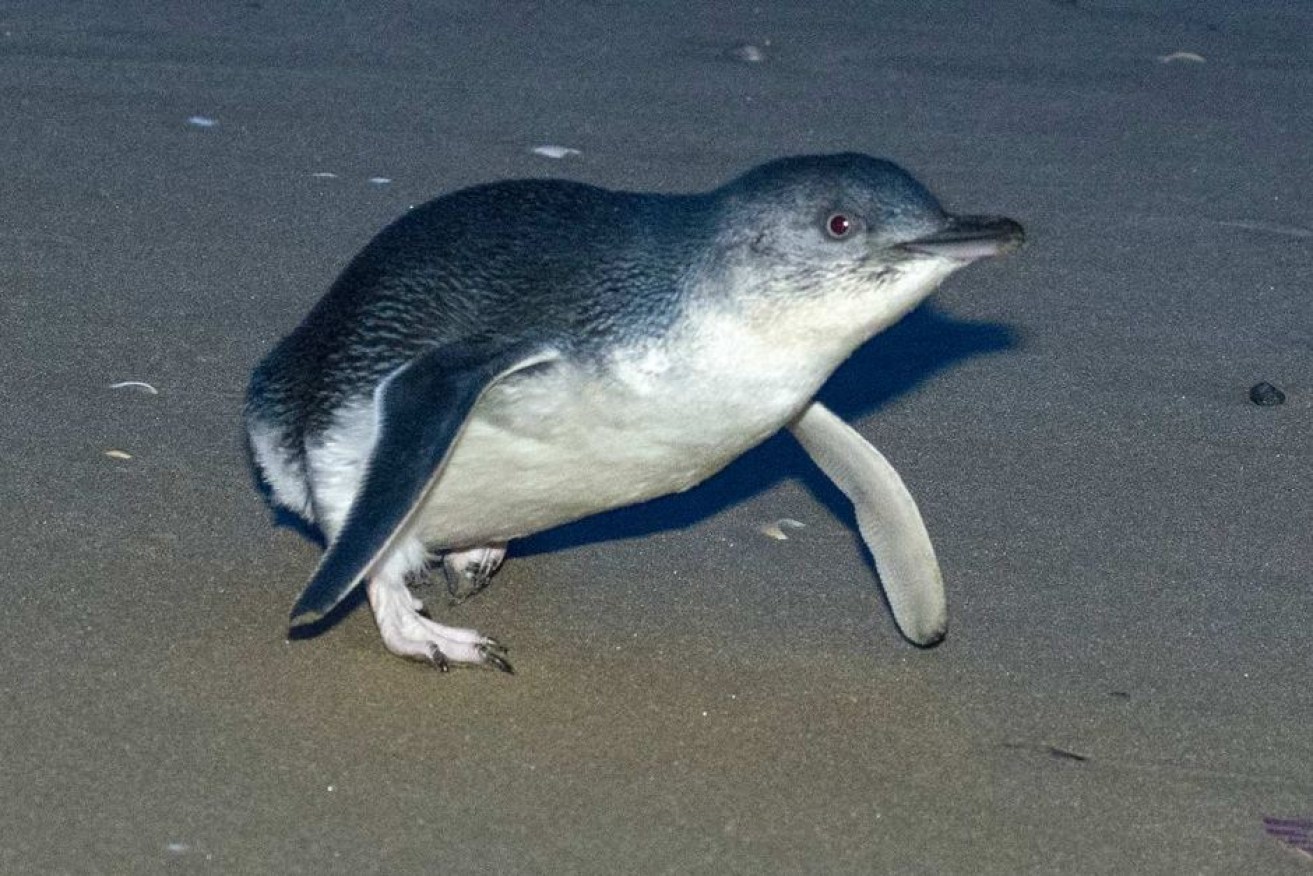 The little penguins were fitted with GPS trackers to monitor where they fished. Photo: BirdLife