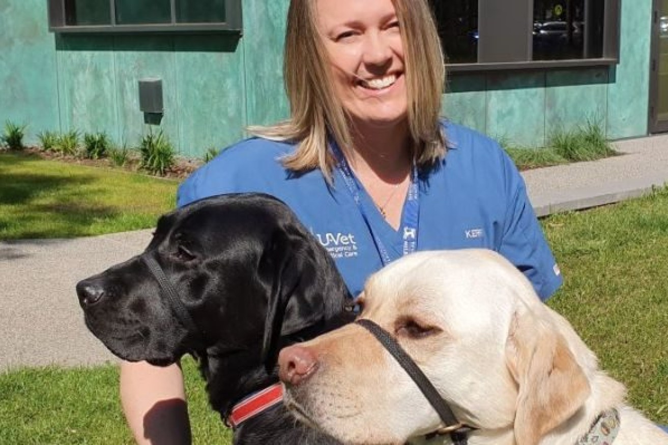 Veterinary nurse Kerry Bozicevic with blood-donor dogs Jasper and Quentin.
