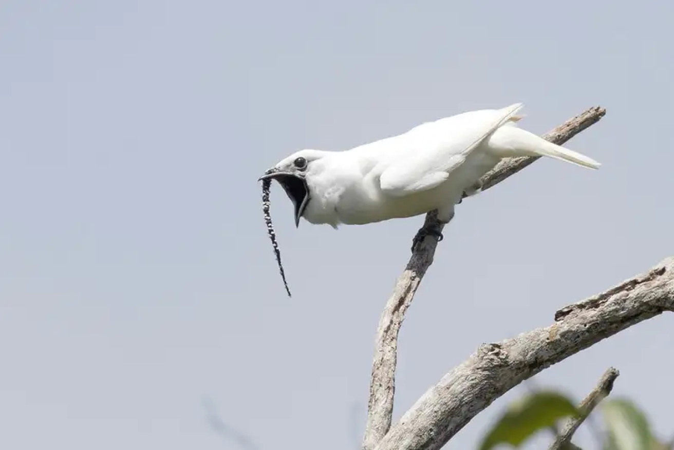 The white bellbird is the loudest in the world. 