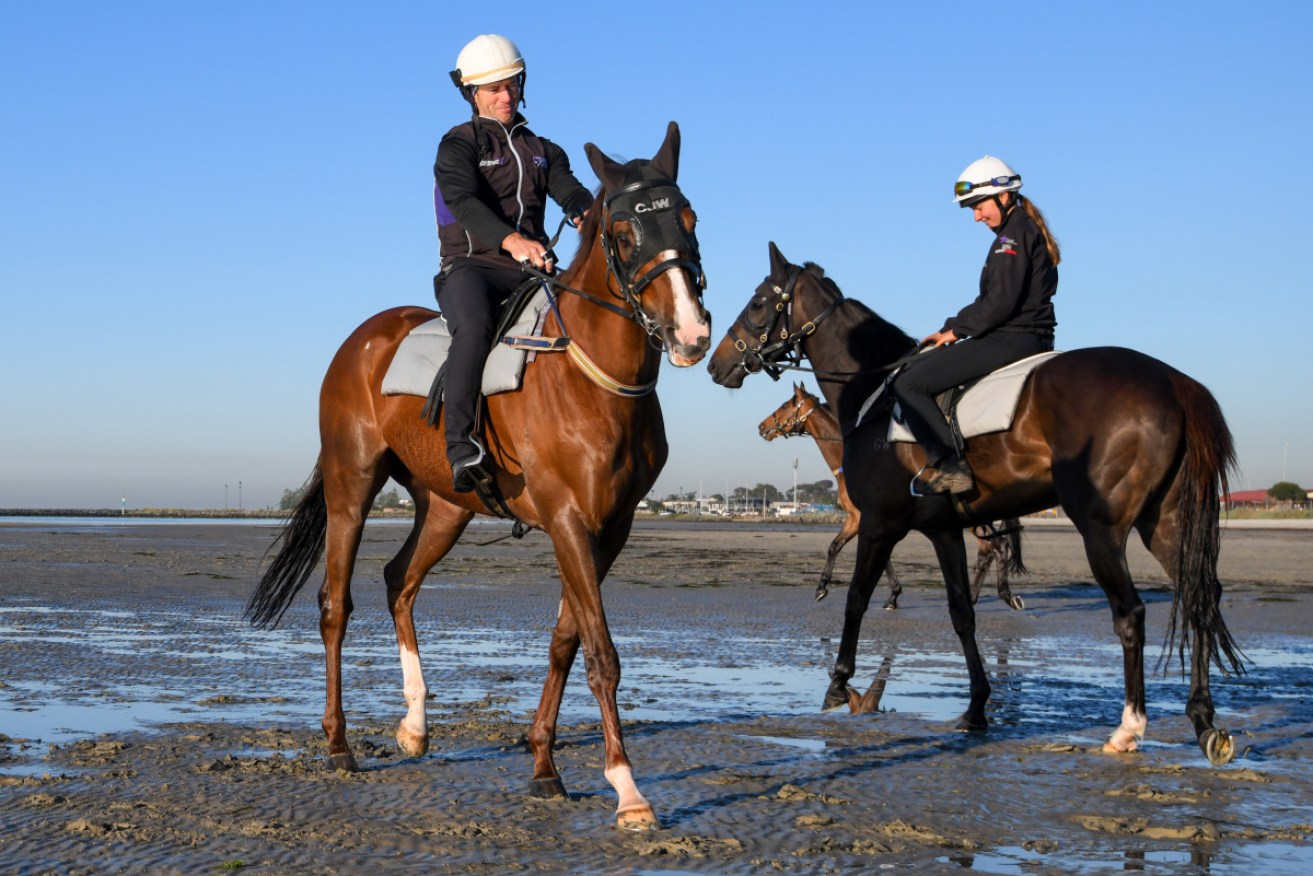 Kings Will Dream (L) at a recovery session at Altona Beach in Melbourne on Wednesday.