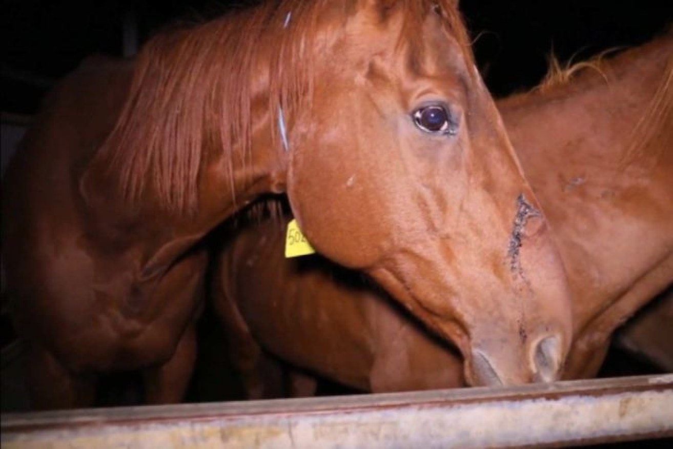 7.30 exposed cruel treatment of retired racehorses in facilities in NSW and Queensland.