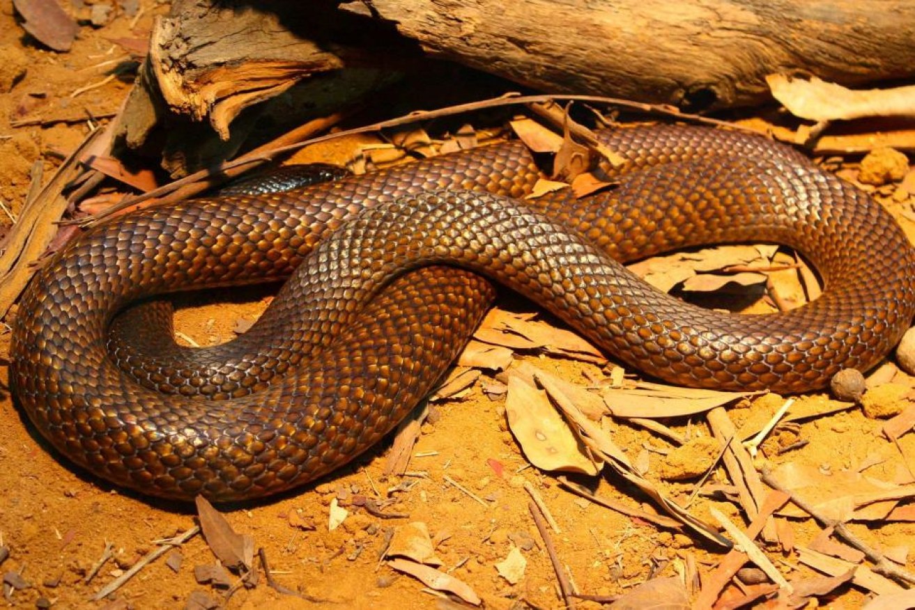 Snake season is starting early this year.