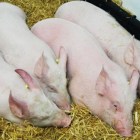 UK detects first human case of flu similar to pig virus