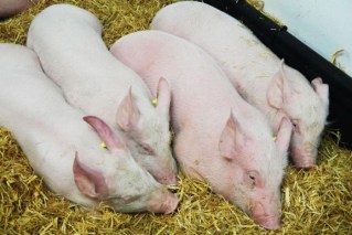 First detection of human flu similar to pig virus