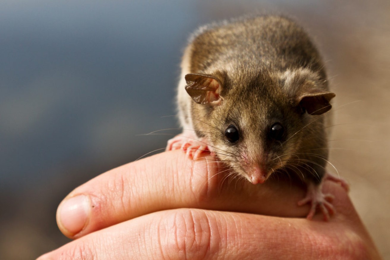 The fossil record shows relatives of the pygmy possum lived at lower altitudes.