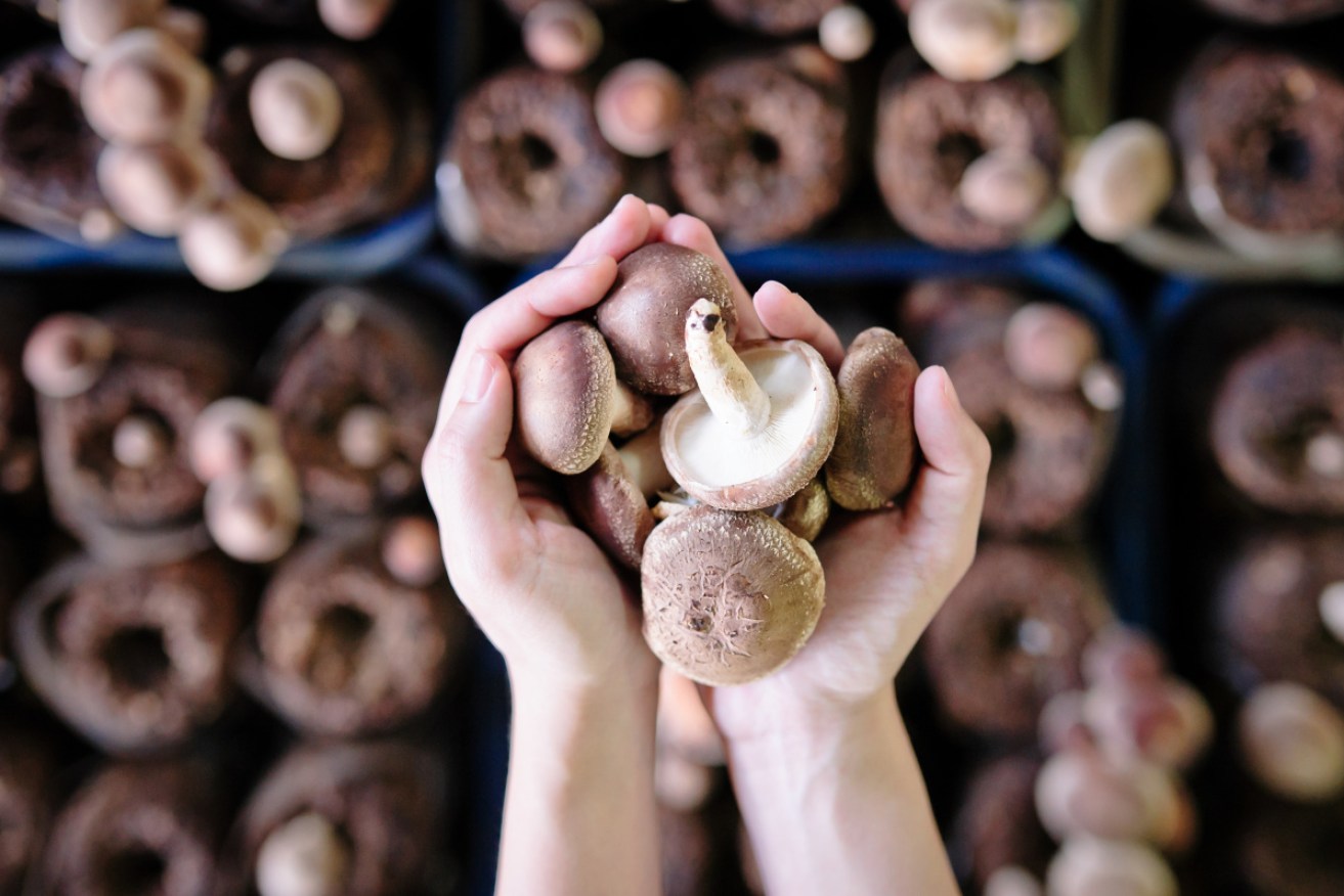 The power of mushrooms has been concentrated, harnessed and combined in a new Australian research project.