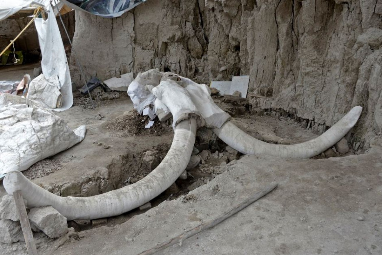 Mexico's National Institute of Anthropology and History said hunters may have chased the mammoths into the traps.