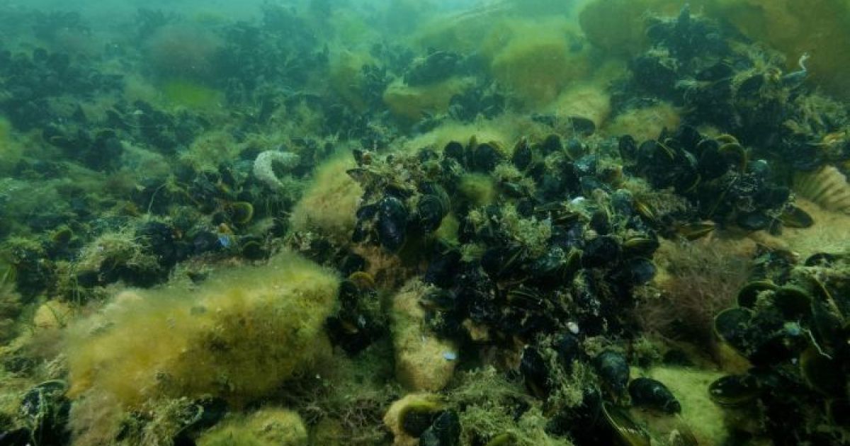 After being dredged to nearly nothing, Australia's lost shellfish reefs ...