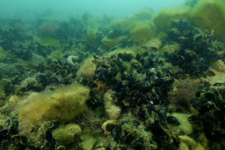 After being dredged to nearly nothing, Australia&#8217;s lost shellfish reefs are roaring back to life