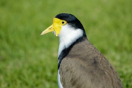 Masked lapwings swoop and scream but only because they&#8217;re loving parents
