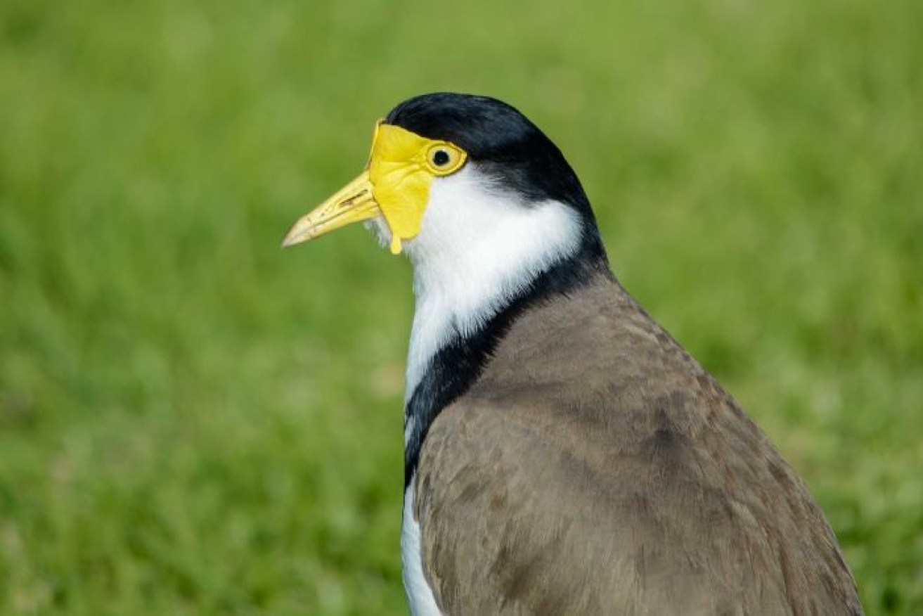 Many people will see the characteristic yellow wattle of the masked lapwing and steer clear. 