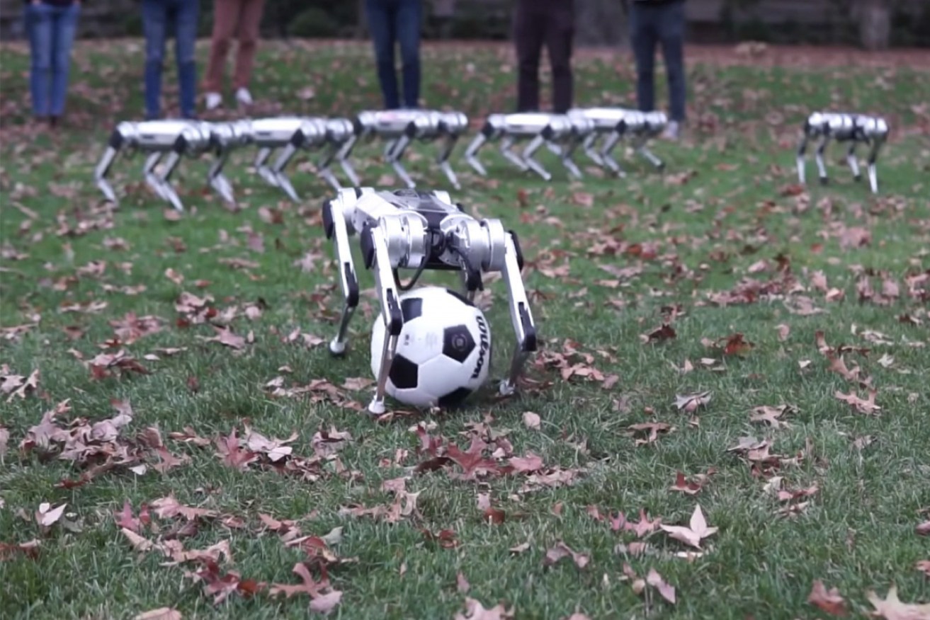 One of the nine soccer-playing robots that were recently unveiled by the Massachusetts Institute of Technology.