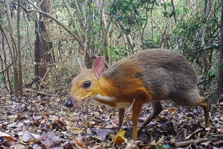 Silver-backed chevrotain, or mouse-deer, thought extinct, caught on camera in Vietnam