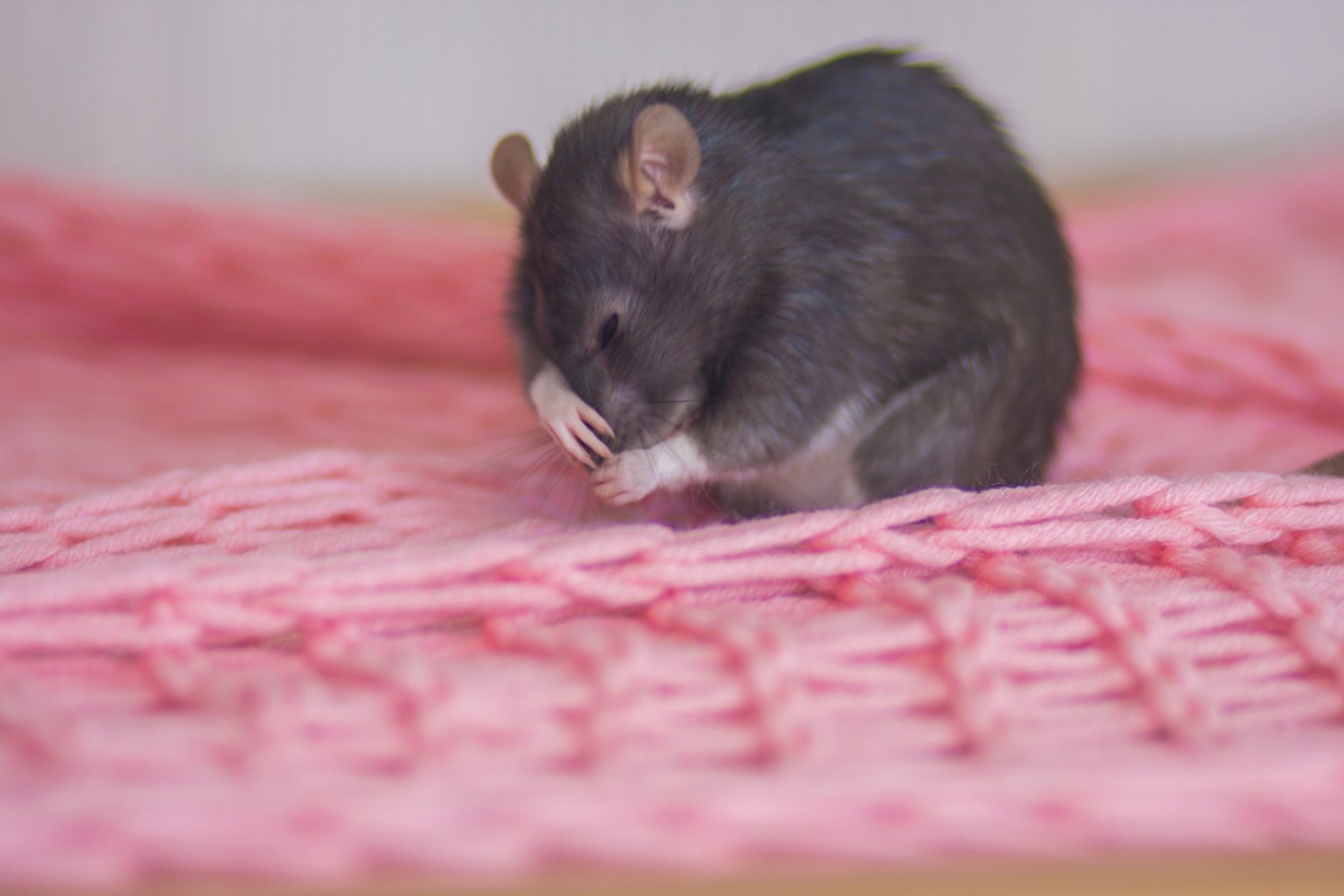 Mice fed a diet rich in protein survived a flu infection longer than mice fed carbohydrates. 