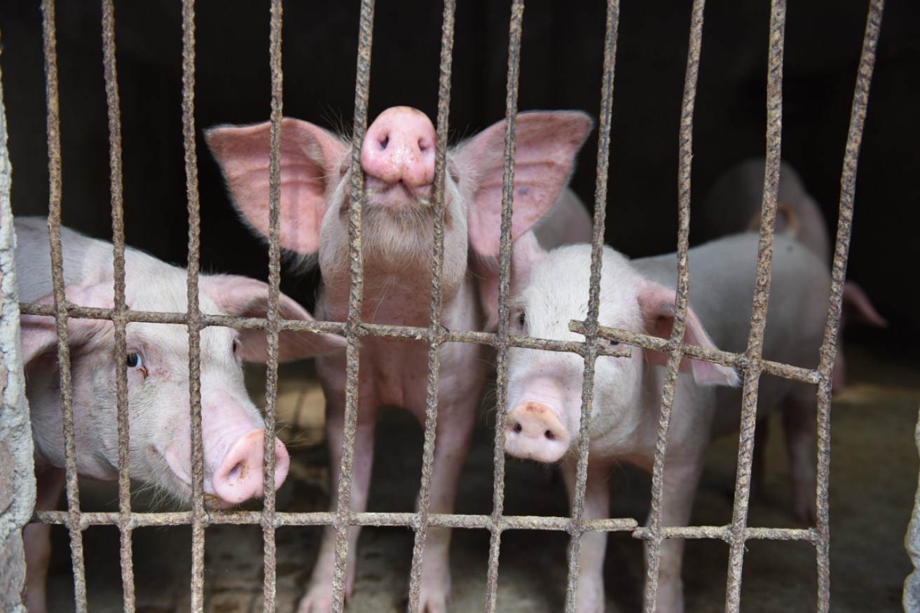 Pigs at a farm in China. The country has killed millions of pigs in 2019 to try to combat African swine fever.