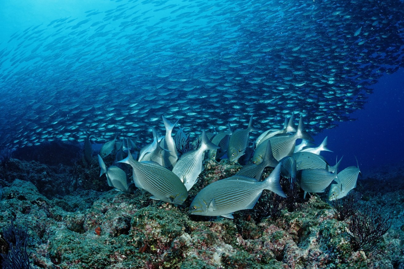 Rabbitfish are moving south and eating kelp belonging to other species. 