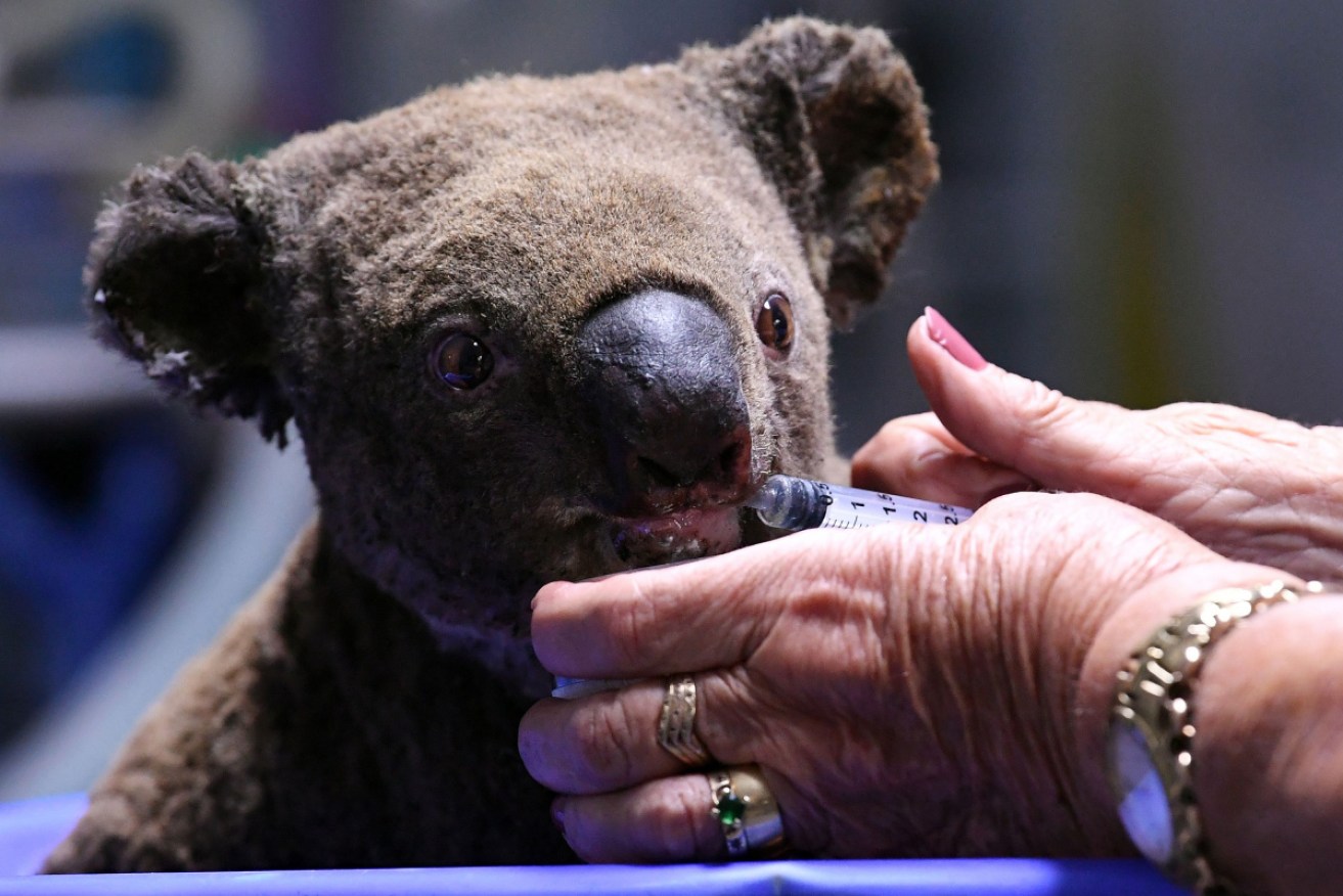 An injured koala is treated at the Port Macquarie hospital.