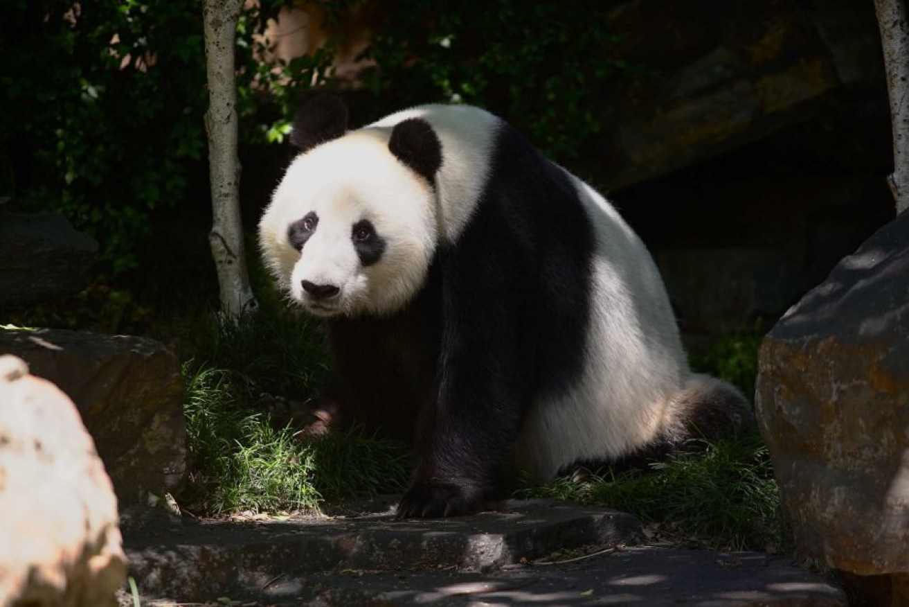 Wang Wang and Fu Ni will remain at Adelaide Zoo until 2024.

