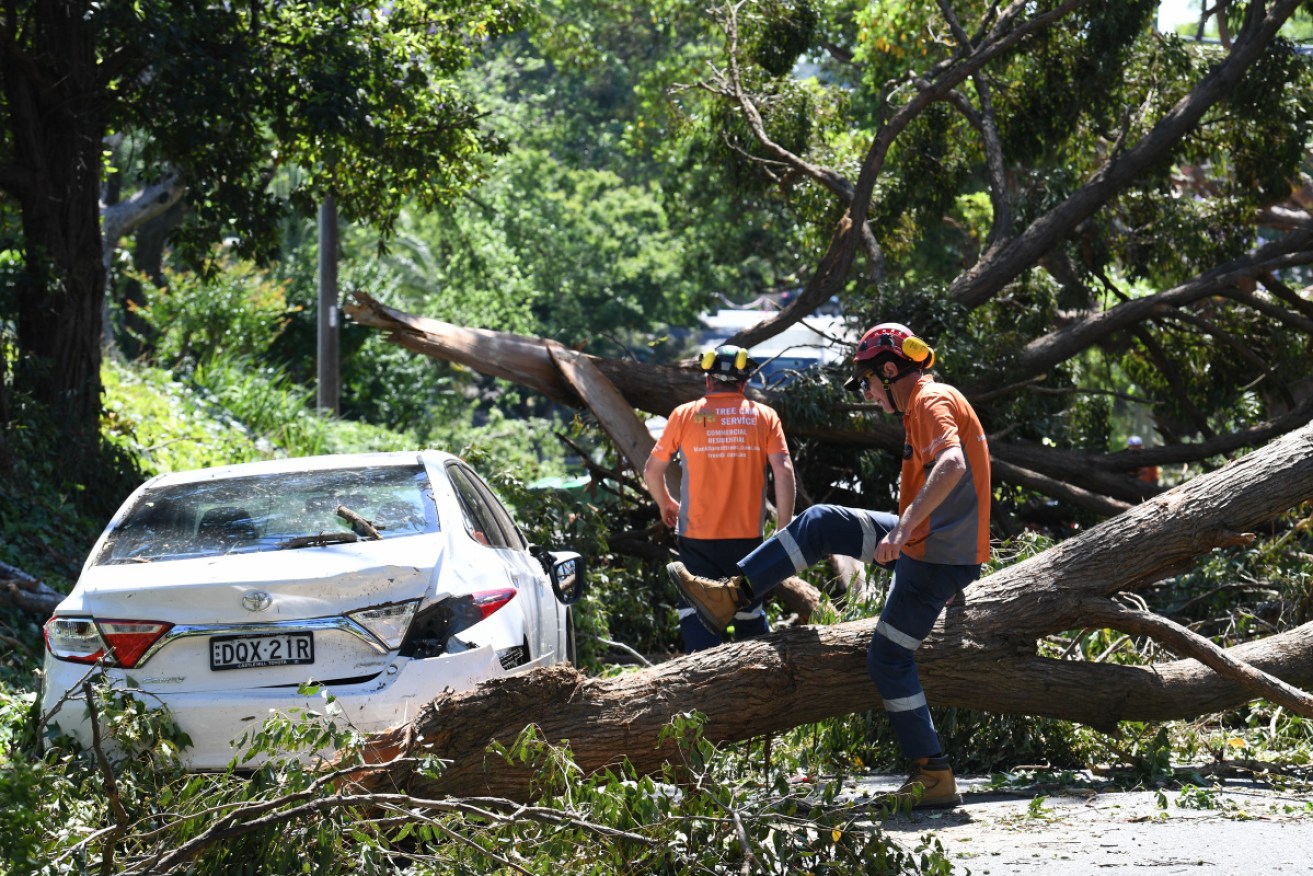 Tree-loppers get to work in Gordon, which was hit hard by Tuesday's storm.