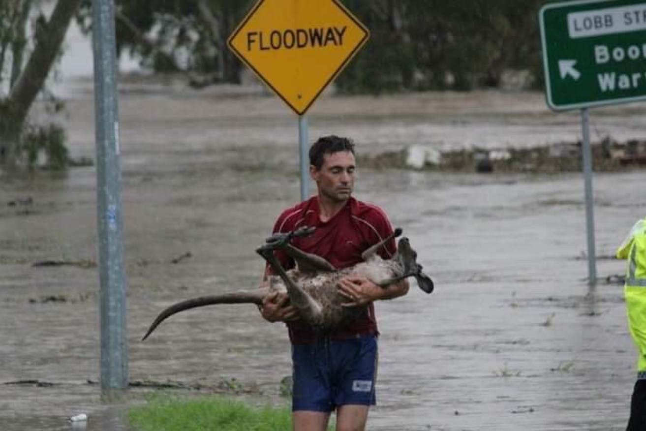 Ray Cole risked his life to save a kangaroo from floodwaters in Queensland.