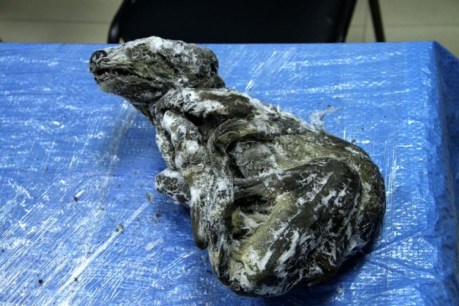 Frozen 18,000-year-old pup found in eastern Russia stuns scientists