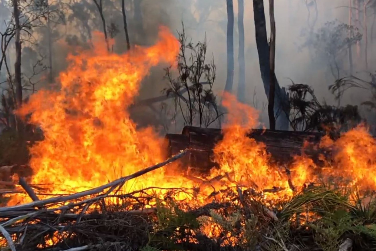 The 1500-hectare blaze is raging out of control in northern Tasmania.<i>Photo: AAP</i>