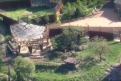 Fence blamed for Taronga Zoo lion escape