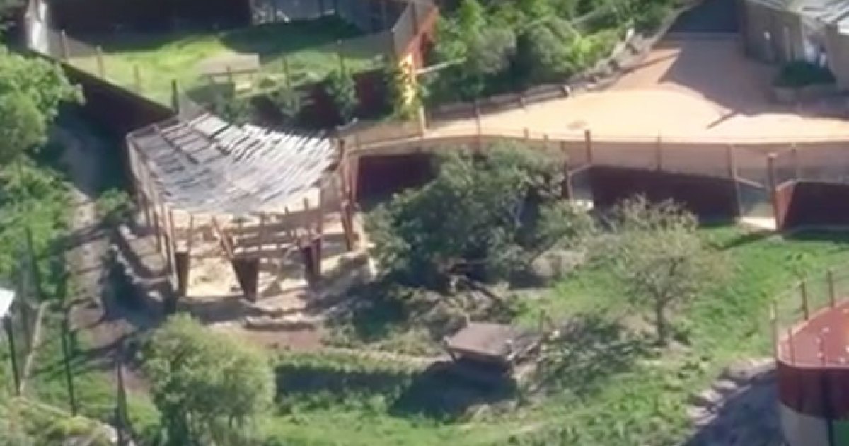 Taronga Zoo lion escape blamed on fence