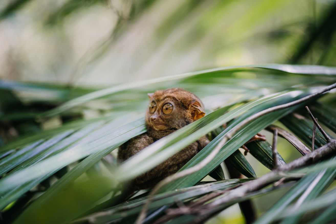 The nocturnal tarsiers at the Bohol sanctuary are closely related to lemurs.