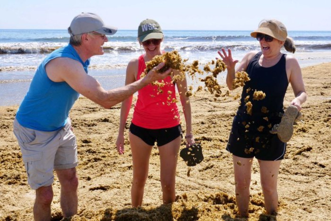 Holidaymakers Greg, Sandi and Susan Wright among the seaweed.