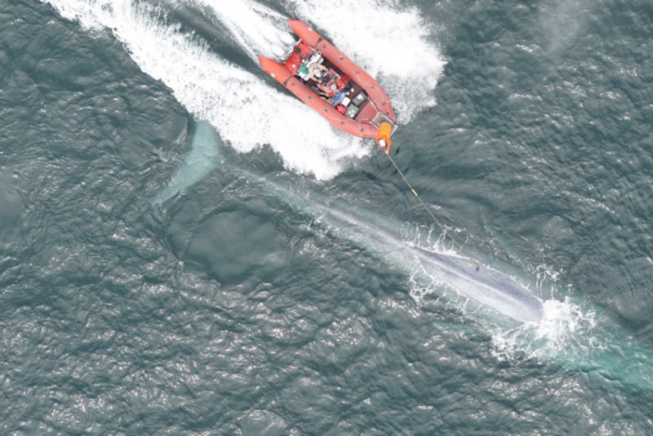 Researchers from the Goldbogen Lab place a suction-cup tag on a blue whale. 