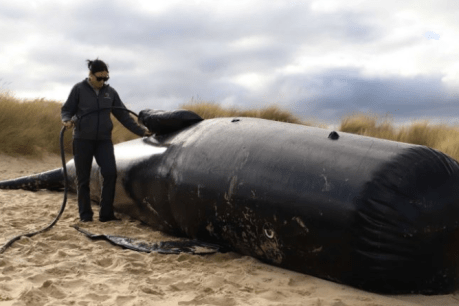 Save the whales! And here&#8217;s how you do it