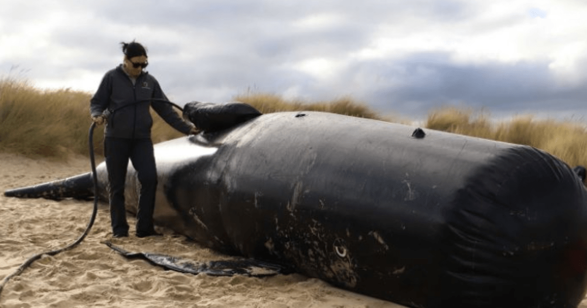 Save the whales! And here's how you do it | The New Daily Save the ...