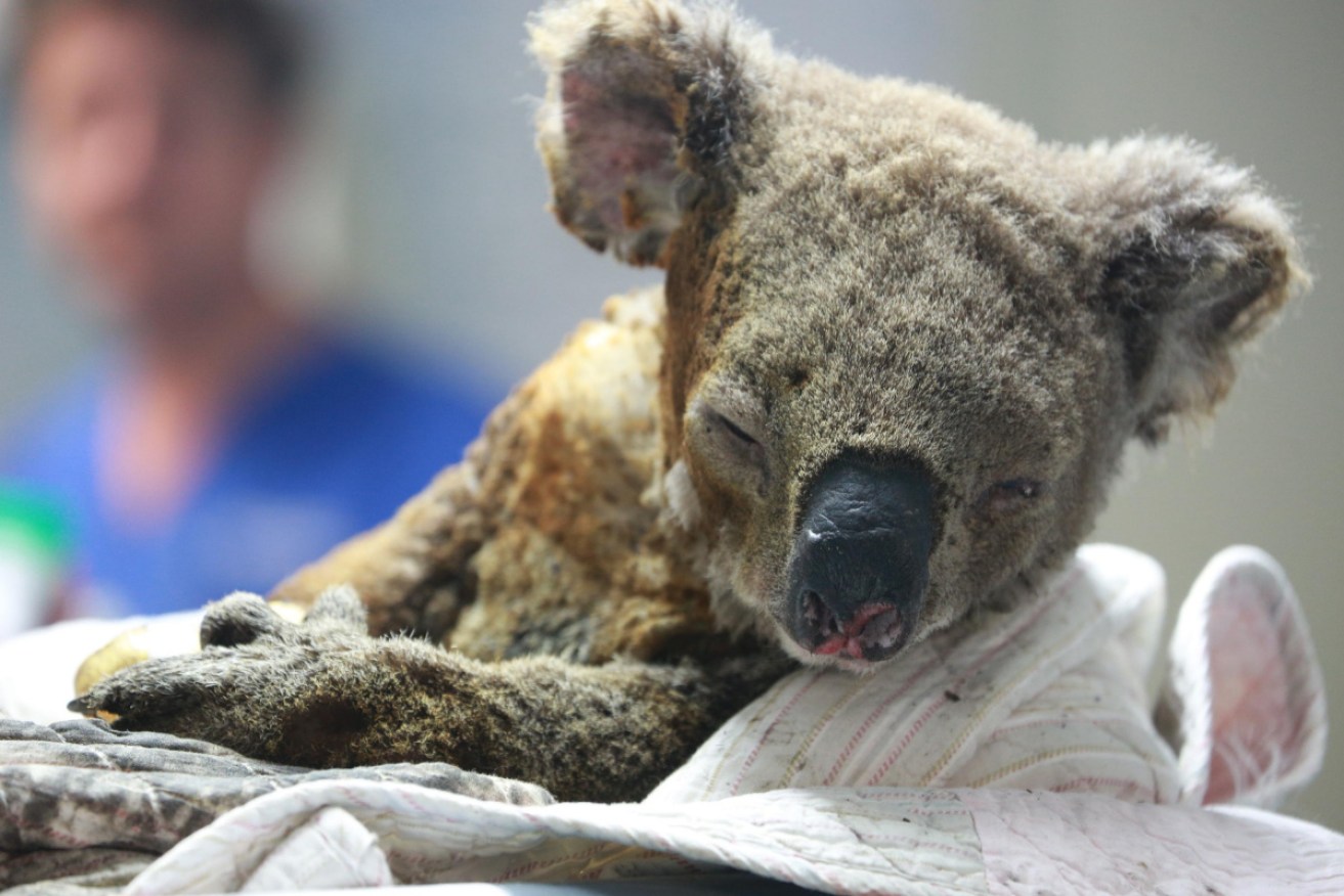 Koalas were hit hard by the summer's devastating fires.