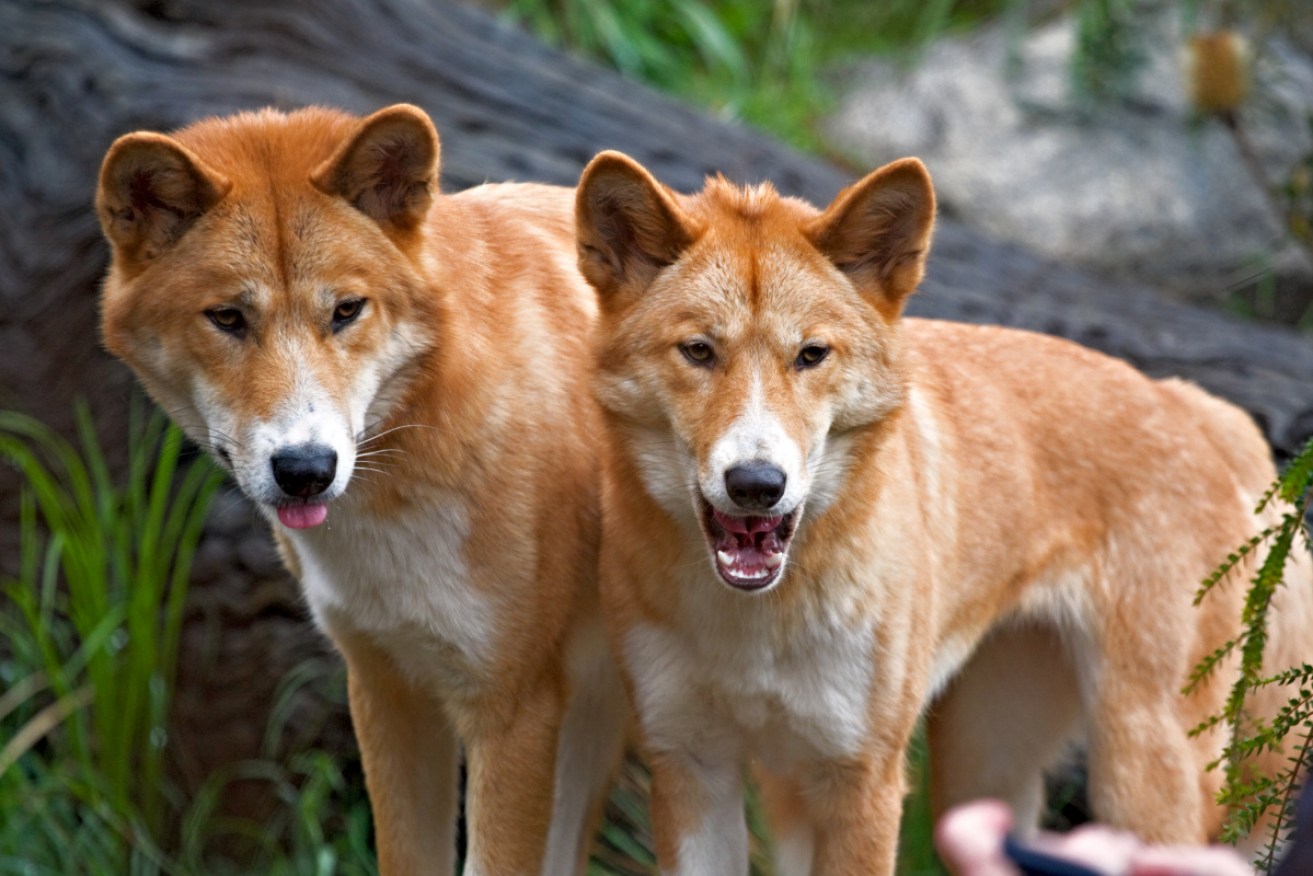 Dingo attacks are a grim reminder that nature is red in tooth and claw.