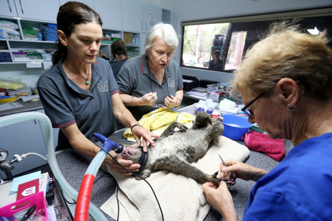 The Port Macquarie Koala Hospital toped the list of fundraisers. 
