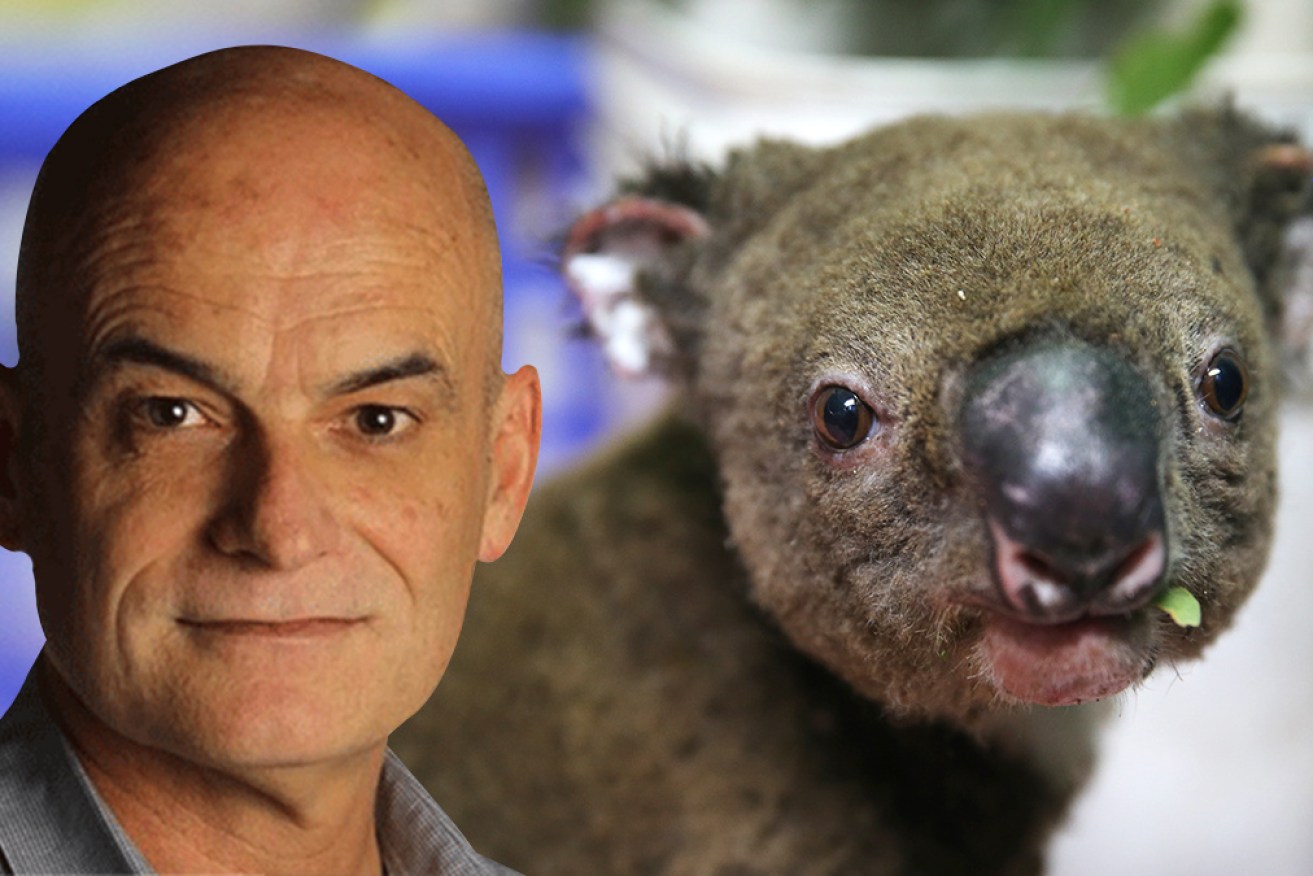Garry Linnell thinks there are more worthy bushfire causes than sick koalas. 